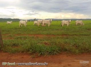 Fazenda 40.000 ha no Pará com Terra Roxa e Pastagens