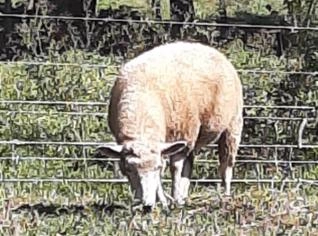 Ovelhas Poll Dorset Prenhas - 1ª Cria