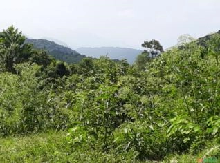 Compensação Ambiental em Mata Atlântica - Iporanga