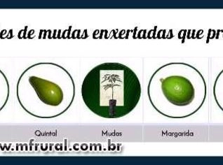 Mudas de Abacate Enxertadas - Variedades Selecionadas