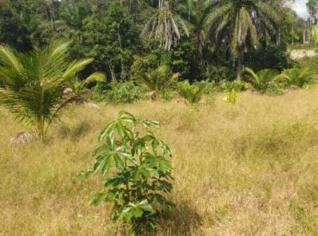 Terreno de 10 Hectares em Presidente Figueiredo
