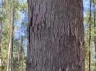 Tora de Eucalipto - Venda em São Pedro do Turvo