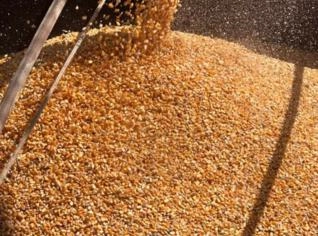 Milho Granel Cristalina - Sacos a R$63