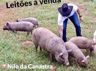 Leitão Caipira Nilo da Canastra