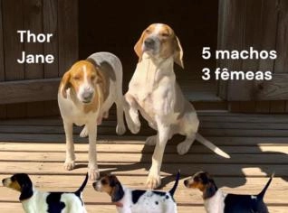 Filhotes de Foxhound Americano de Caça