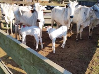 Bezerros Nelore Desmamados 8 a 10 Meses