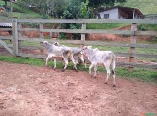 Bezerros Nelore - 8 a 10 Meses em SP
