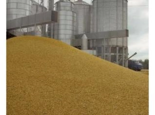 Indústria de Arroz Rentável à Venda em Araranguá