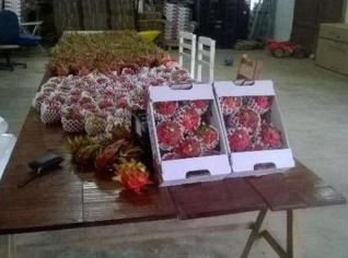 Fruta Pitaya Polpa Vermelha e Branca - 1 Kg