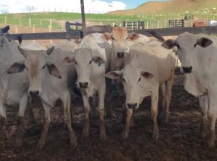Novilhas Nelores Inseminadas de Brangus - Geneticamente Superior
