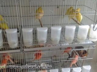 Canários Belga Novos - Variadas Cores!