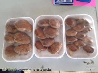 Shiitake Fresco Direto do Produtor - 1kg