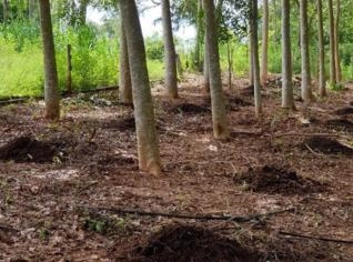 Plantação de Mogno Africano 11 anos em Paranaíba