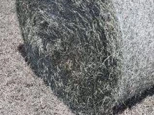Pré Secado de Tifton para Equinos, Bovinos e Caprinos