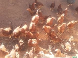 Franga Poedeira Embrapa 051 - Lote Mínimo 50 Unidades