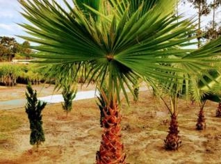 Diversos Tipos de Palmeiras para Jardim e Paisagismo