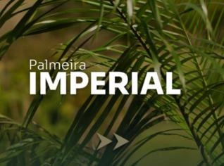 Palmeira Imperial - Elegância para Jardins em Itapetininga