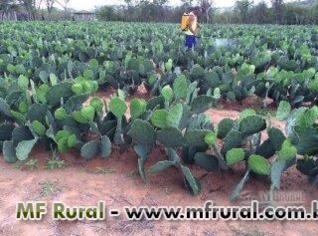 Muda de Palma Forrageira Resistente para Plantio