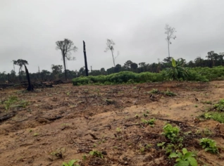 Fazenda à venda em Santarém - 878 hectares totais