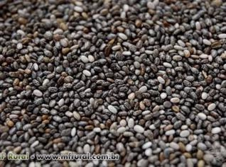 Semente de Chia 25KG - Produto Direto de São Paulo
