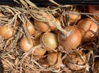 Cebola Yamaguti: Frescor e Qualidade direto de MG