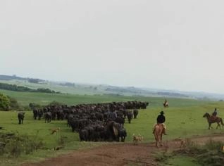 Terneiros Búfalos à venda em São Miguel das Missões