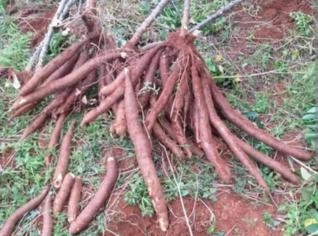 Mandioca de Mesa - Eucalipto em Tupã