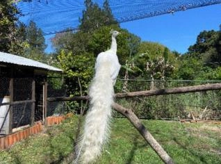 Pavão Azul e Ovos Fertéis em Pinhais