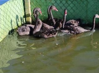 Cisne Negro - Casal de 2 Anos à Venda