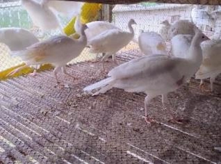 Casal de Pavão Branco Jovens em Suzano