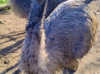 Casal de Emu Australiano - Jovens