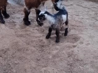 Mini Cabrito - Casal em Suzano