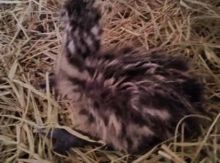 Filhote de Emu Australiano - 3 meses