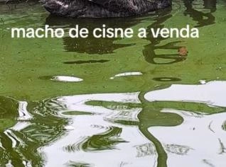 Cisne Negro Macho em Suzano