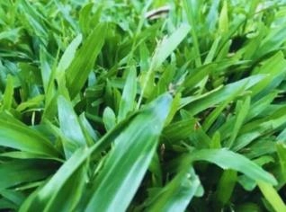 Grama São Carlos para Jardins em Climas Frios