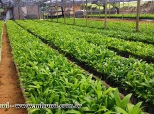 Mudas de Palmito Pupunha sem Espinhos