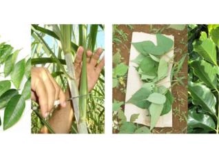 Análise de Tecido Vegetal e Nutrientes