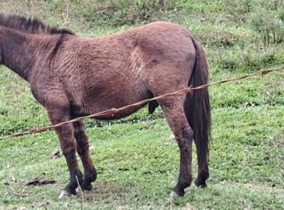 Burro para venda em Piraí - R$ 3500,00
