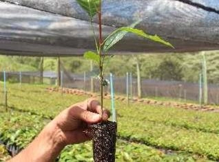 Mudas de Mogno Africano - Direto do Produtor SP