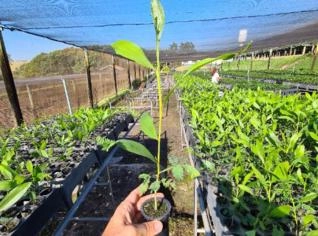 Muda de Acácia Mangium Rustificada para Plantio