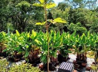 Mudas de Ipê Amarelo - Mínimo de 1000 Unidades