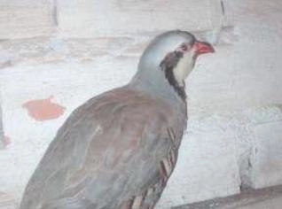 Perdiz Chukar de Genética Superior