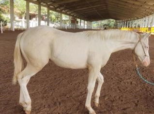 Potro Palomino Quarto de Milha PO