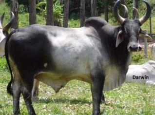 Touro Guzerá P.O com Ótimo Pedigree