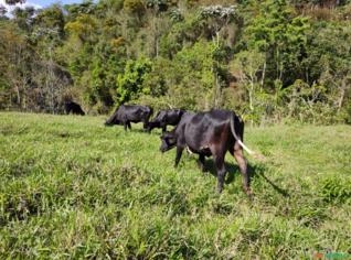 Novilhas Guzolando Prenhas de Alta Produção