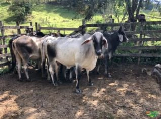 Vaca Guzerá PO à Vista - Vacada com 7 Animais