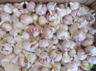 Alho Nacional e Importado em São Paulo