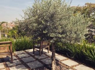 Oliveira Ornamental com Vaso 85L - 16 anos