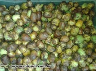 Sementes de Guariroba - 1000 unidades