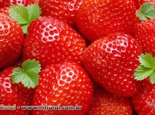 Morangos In Natura Selecionados